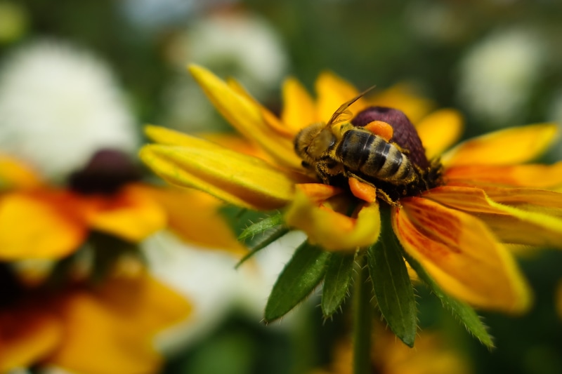honey, close-up, flowers, europe, eiffel, flower, paris, plant, tower, animal, carry-ons, 2K, yellow, pollination, pollen, insect, bee, nature, vacation