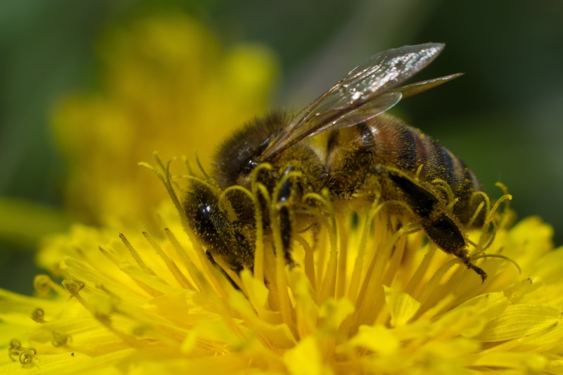 2K, honey, insect, Honey Bee, yellow, bees, nature, flower, close-up, closeup, macro, photography, bee, closeup photography, pollen, pollination