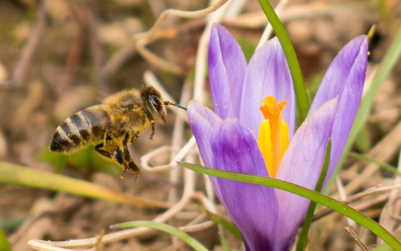 petaled, bee  Bee, macro, honey, summer, pollination, 720P, spring, flower, Carniolan honey bee, petal, day, close-up, yellow, nature, near, sharp  sign