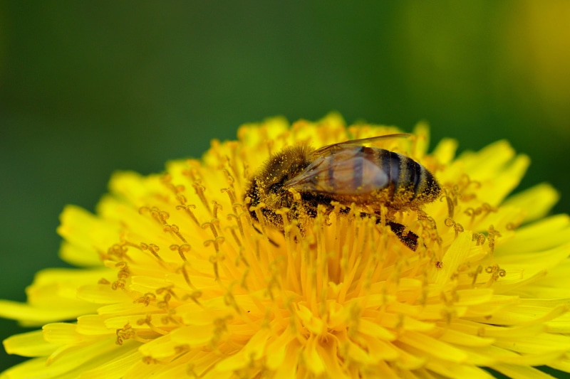 honey bee, macro, bee, petaled, Tamron, honey, insect, 2K, Blume, Makro, Typ, Natur, pollination, flower, summer, f28, Tiere, animal, Sony Alpha 65, dandelion