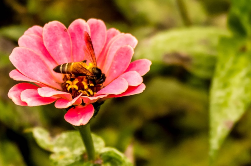 close-up, pollination, plant, pink, bee, petaled, SIMS Park, Honey Bee, summer, DOF, pollen, insect, Close up, Kumaravel, Crop, Samsung  NX100, nature