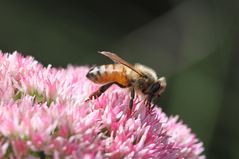 insect, plant, honey, macro, pink, bee, Linnaeus, nature, pollination, animal, daytime, focus, apis, Honey Bee, mellifera, pollen, shallow, close-up, flower