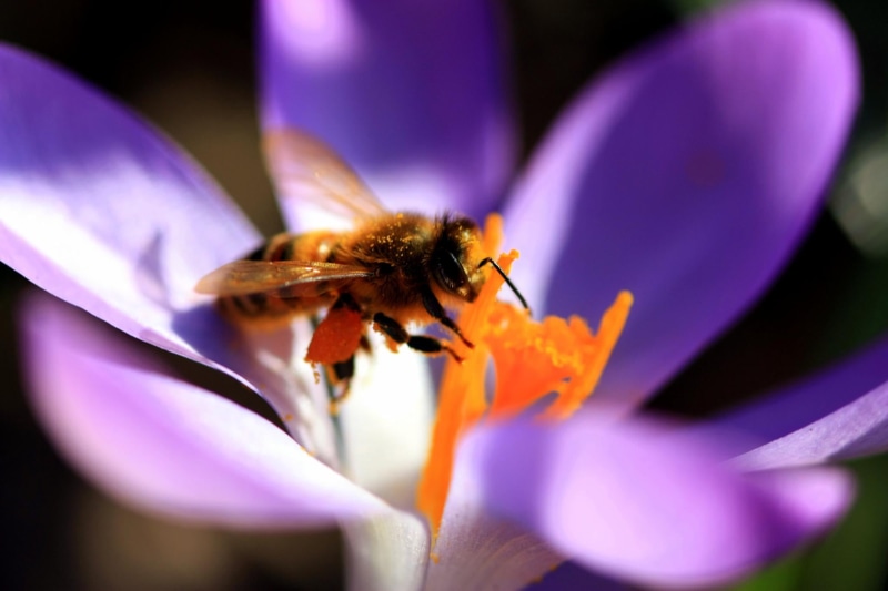 summer, kew gardens, purple, macro, single Flower, focus, yellow, nature, pollen, honey, Crocus, 1080P, stamen, petaled, bee  honey, Honey Bee, bee  pollen