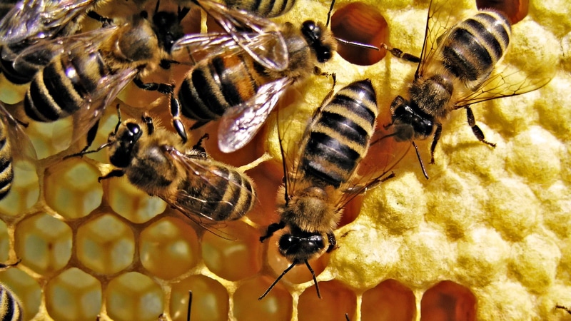 bee, animals in the wild, honey bee, apiculture, colmena, no people, abejas, animal eye, animal wildlife, close-up, nature, animales, group of animals