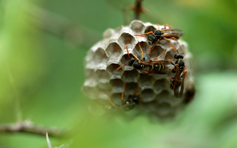 beehive, nest, 1080P, buzz, gray, animals, insects, wasp