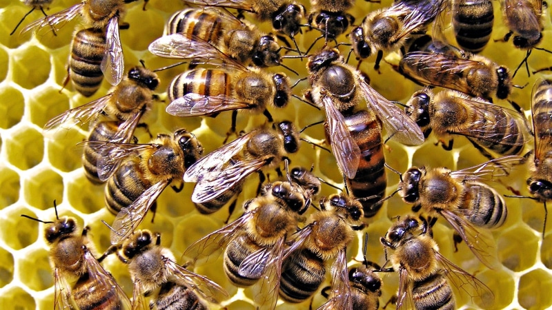 beehive, beauty in nature, pollen, 1080P, honeycomb, animal themes, colony, hexagon, combs, busy, honey, wax, group, close-up, honey Bee, beekeeper, pollination