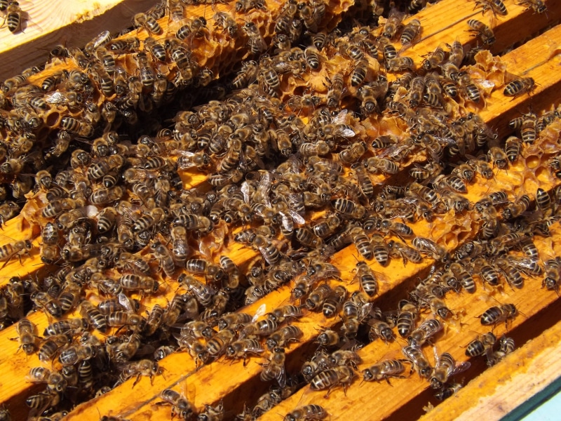 animal themes, nature, outdoors, honey, invertebrate, food, busy, insect, beauty in nature, group of animals, bees, animal wildlife, brown, animals in the wild