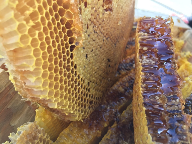 animal, animals in the wild, natural, soil honey, 2K, mucao, food, Honey, group of animals, the original ecology, apiculture, original, honey bee, no people