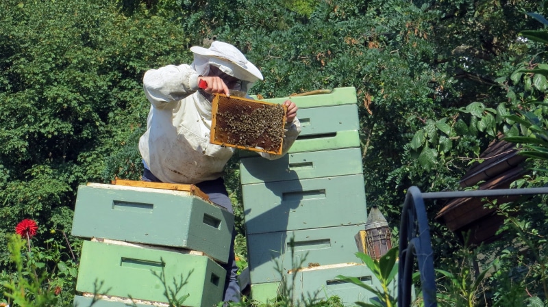 animal wildlife, working, 1080P, insect, pollen, bee, combs, bees, farm, outdoors, container, day, group of animals, field, swarm of Insects, animal, agriculture