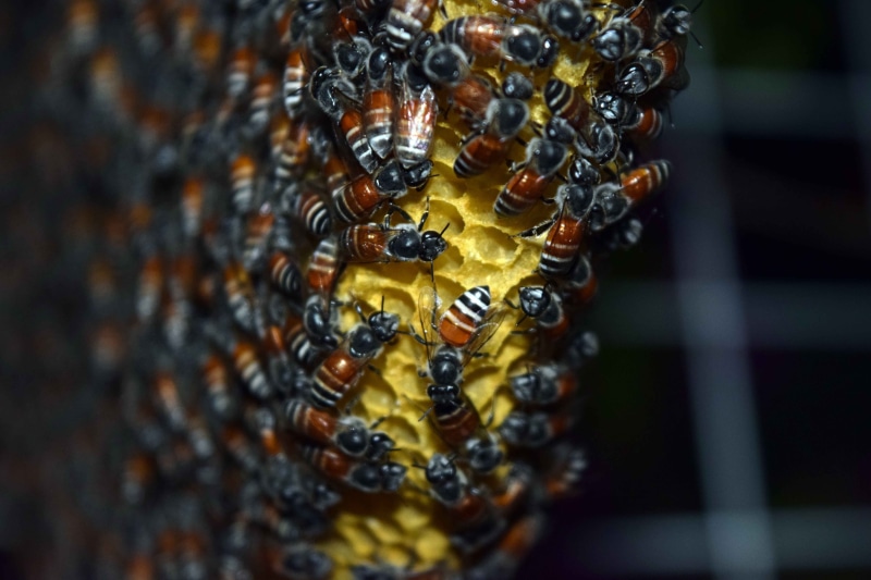 macro, bees, food, larva, insect, animal wildlife, beauty in nature, day, bee, no people, invertebrate, animals in the wild, colony, selective focus, close-up
