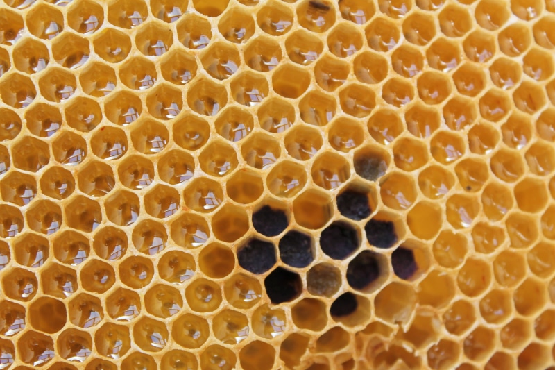 honeycomb, beehive, comb, sweet, bee, yellow, animal themes, honey, no people, close-up, apiculture, full frame, shape, insect, geometric shape, hexagon