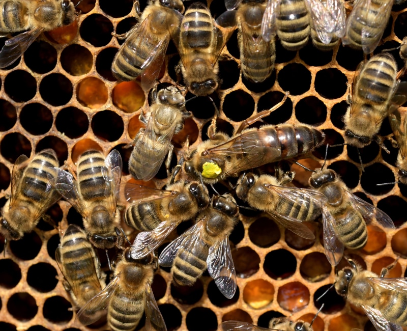 day, animal themes, queen bee, beauty in nature, beehive, animal wildlife, apiculture, honeycomb, large group of animals, 4K, reptile, animal, bee, bees
