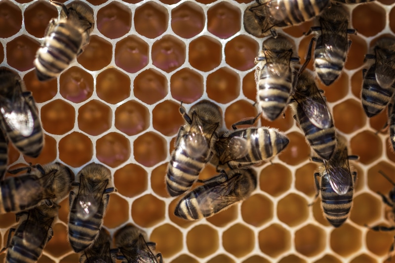 nest, nature, honeybees, honeycomb, shape, 5K, beekeeping, animal wildlife, invertebrate, animal themes, no people, apiary, day, hexagon, wasp, beehive