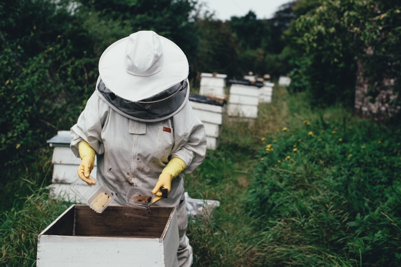 clear, people, land, nature, garden, apiculture, vegetation, cowboy, real people, lid, growth, white, day, beeswax, case, man, tree, outdoors, apiary, plant