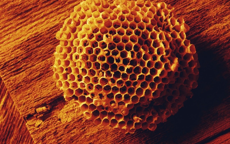 animal themes, shape, combs, wood - material, pattern, bees, animal wildlife, nature, geometric shape, design, animal Cell, honeycomb, wax, close-up, no people