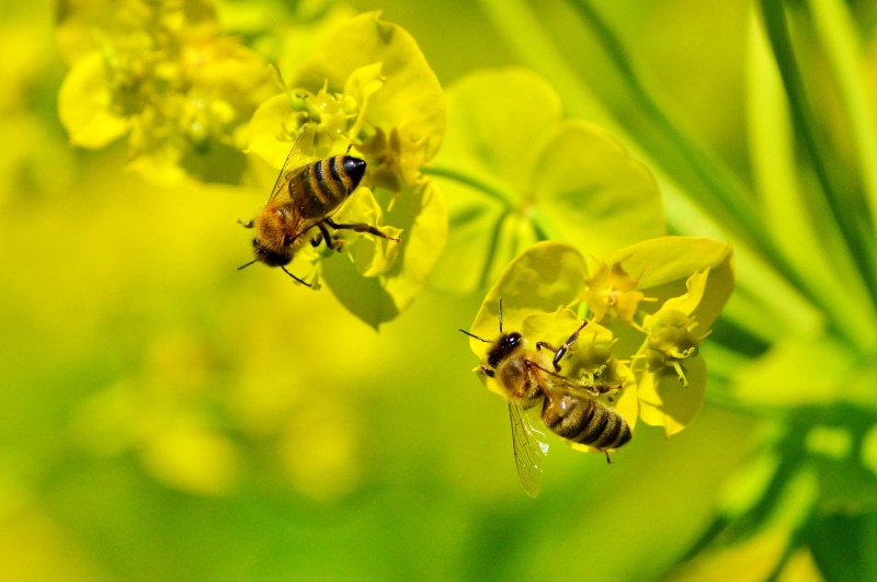 animal world, close-up, bloom, pollination, blossom, invertebrate, plant, yellow, hard working, flower, petal, beehive, flower head, flowering plant, busy bee