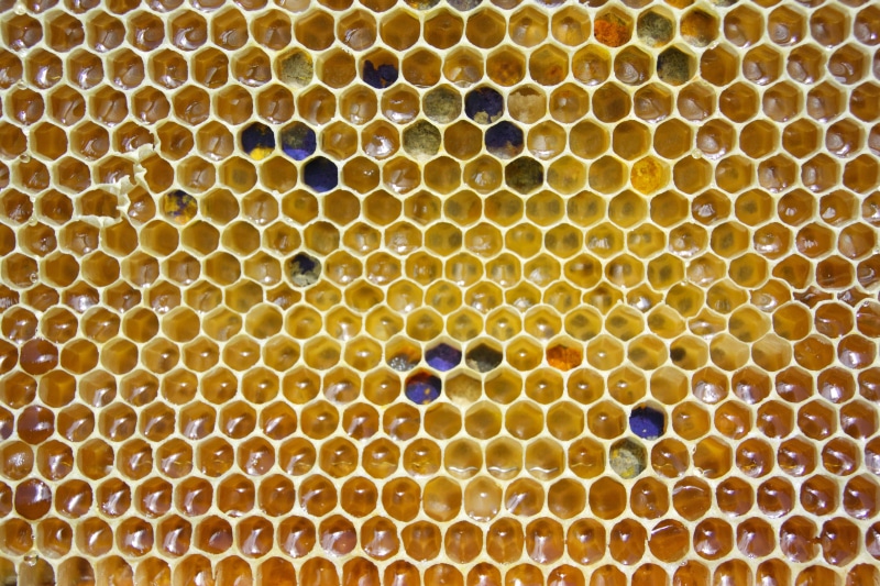 indoors, no people, animal, close-up, golden, pollen, design, comb, full frame, backgrounds, beehive, shape, wax, honeycomb, repetition, hexagon, yellow