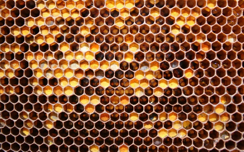 2K, honeycomb, bee