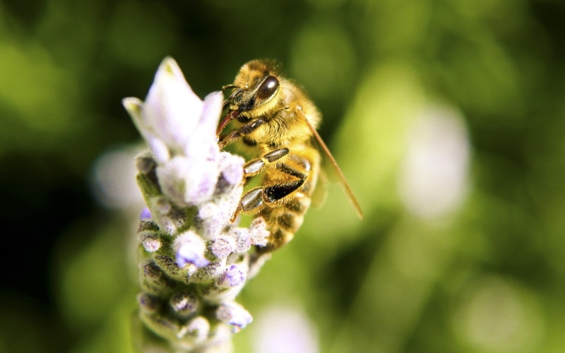 animal wildlife, brown, vulnerability, honeybee, petal, insect, bee, bumblebee, one animal, flower head, purple, animals in the wild, invertebrate, no people