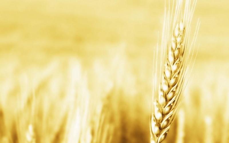 selective focus, food, growth, food and drink, harvesting, field, no people, plants, farm, rural scene, agriculture, outdoors, wheat, barley, green, crop