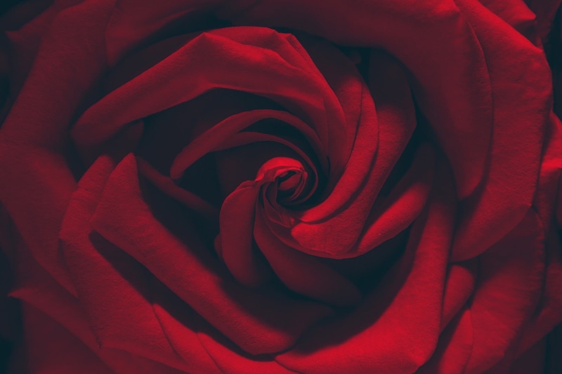 filter, inflorescence, vulnerability, macro, floral, growth, no people, flowers, plants, rose, valentines day - holiday, red, flower head, textile, flowering plant