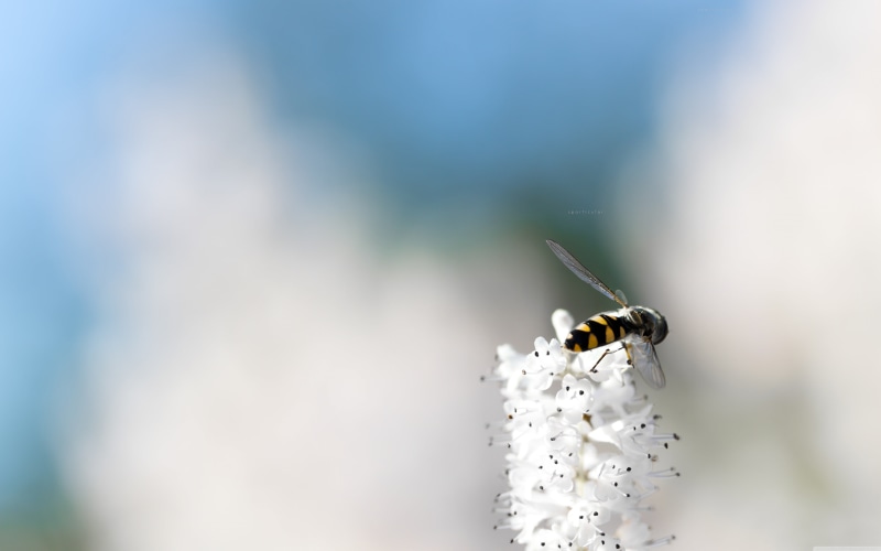 flower head, invertebrate, black, fragility, animal wildlife, simple background, selective focus, minimalism, animals in the wild, yellow, plant, one animal