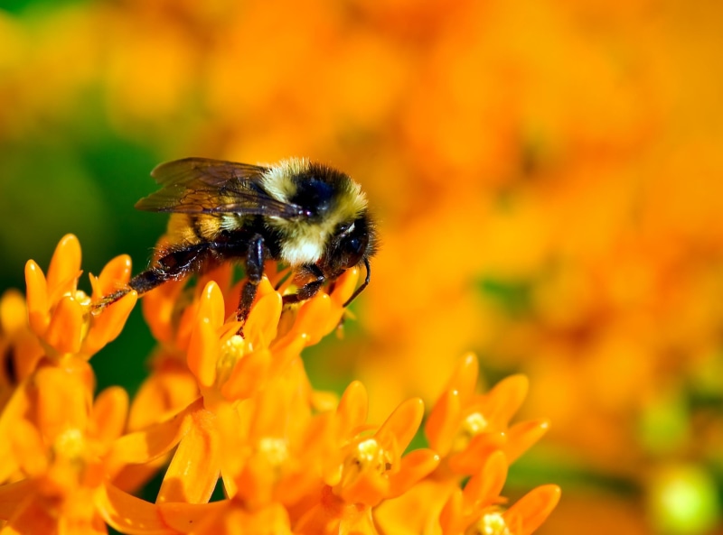 animal, Bumble Bee, pollen, bumble, Bee  bee, color  orange, pollination, macro, springtime, yellow, flower, bee, nature, 1080P, insect, close-up, summer