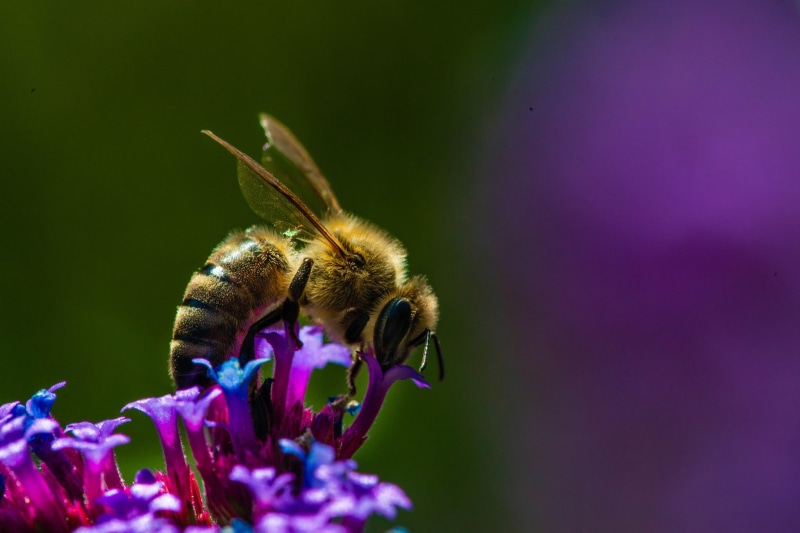 macro, flowering plant, animals in the wild, bee, bumblebee, pollen, invertebrate, animal wildlife, animals, close-up, plant, one animal, beauty in nature