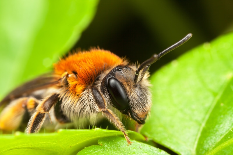 animals, 5K, insect, bees, macro