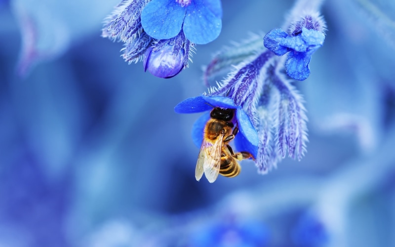 no People, animals in the wild, summer, flowering plant, brown, honey, growth, animal themes, springtime, pollination, blossom, petal, pollen, fragility