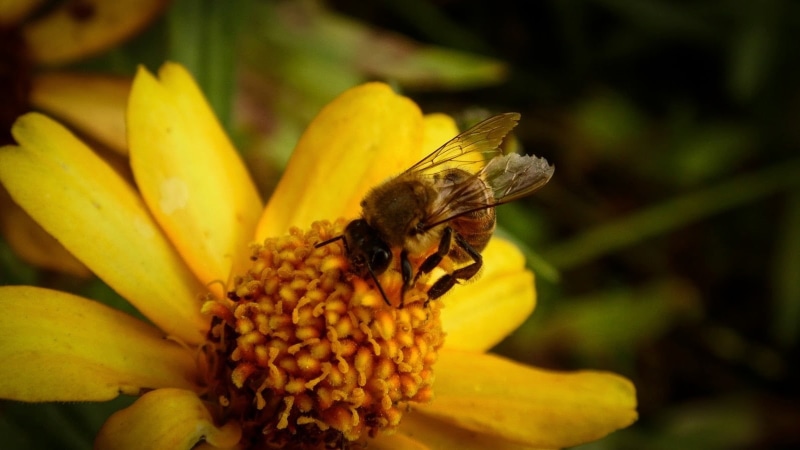 flowers, pollen, insect, close-up, animals in the wild, invertebrate, animal themes, flower head, no people, yellow, one animal, fragility, outdoors, 720P