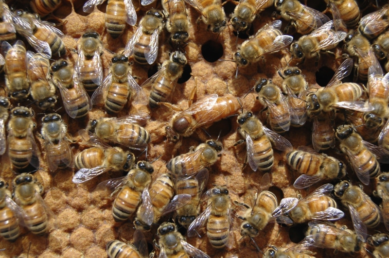 high angle view, large group of animals, honeybees, animal themes, full frame, 2K, close-up, nature, beekeeper, honeybomb, wax, group of animals, hexagon
