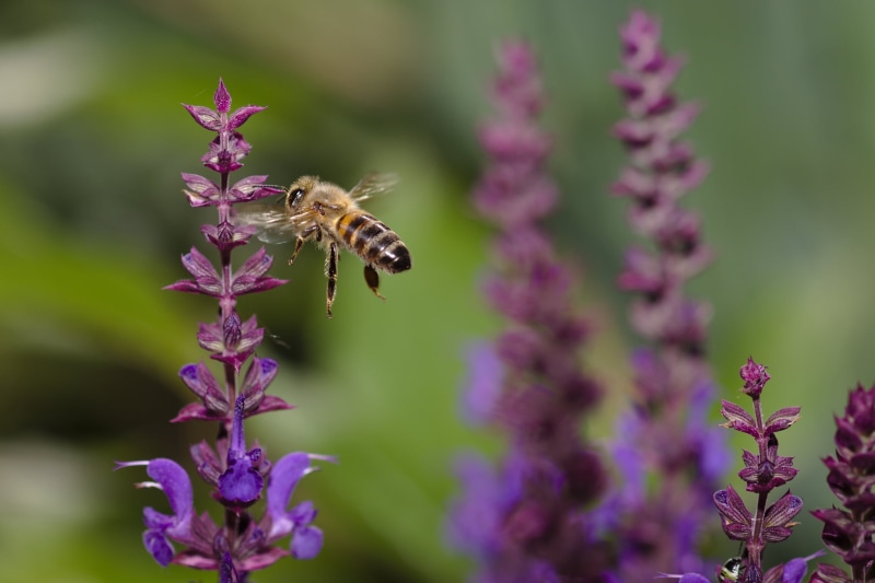 purple, European honey bee, honey Bee, petaled, pollination, close-up photography, flower, photography, nature, abeille, honey, close-up, 1080P, insect