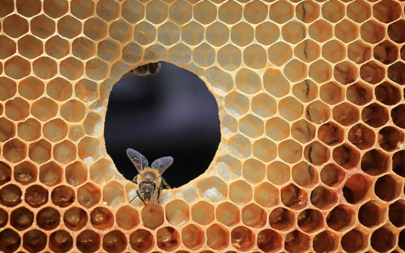 Honeycomb, 1080P, Bee, Insect, Insects