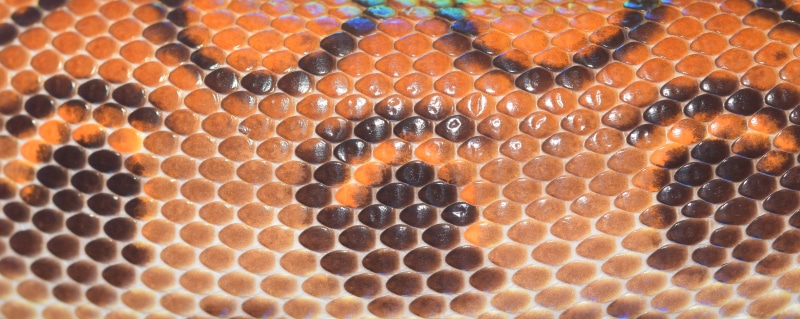 pattern, full frame, indoors, black, insect, animal themes, background, 5K, color, honeycomb, reptile, orange, orange color, backgrounds, skin, texture