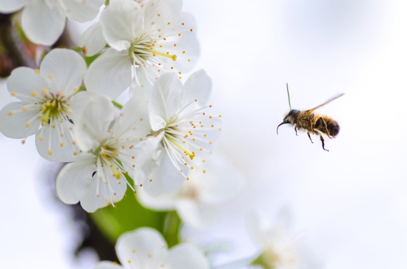 one animal, fly, animals in the wild, wax honey, bright, animal themes, springtime, close-up, wild, animal wildlife, flower, honeycomb, food, closeup, bug