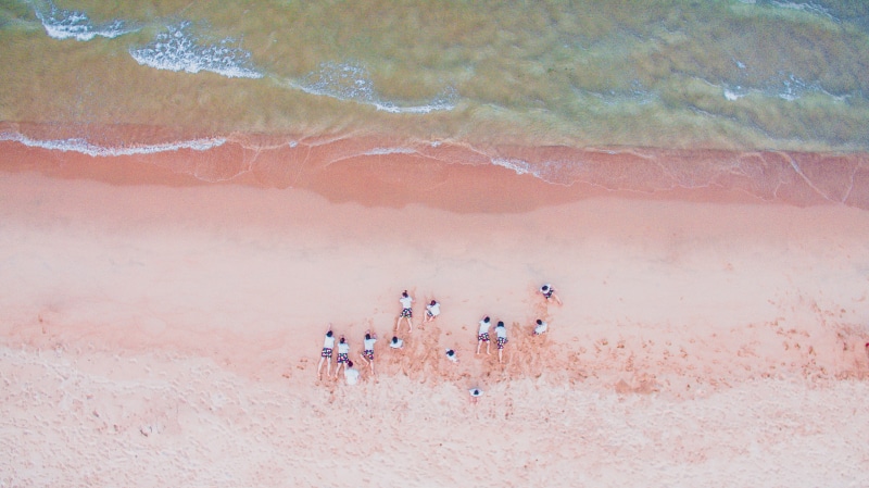 group photo, no people, people, nature, wave, near, seashore, 4K, group of animals, day, animal, shore, water, repetitive, high angle view, lying, body