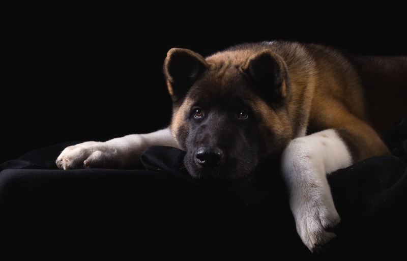 tan, white, akita, black, american, 2K, sad, dog, portrait, American Akita, face, inu