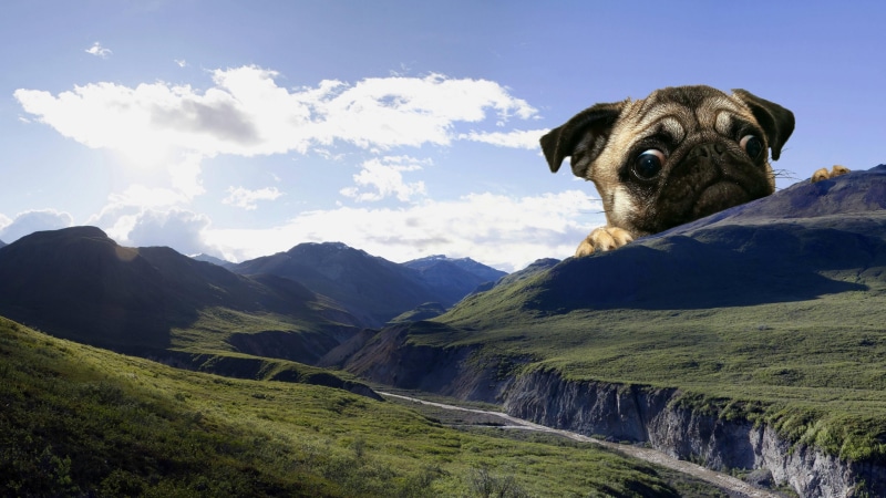 mops, giant, mountains, landscape, meme, cute, dog, 4K
