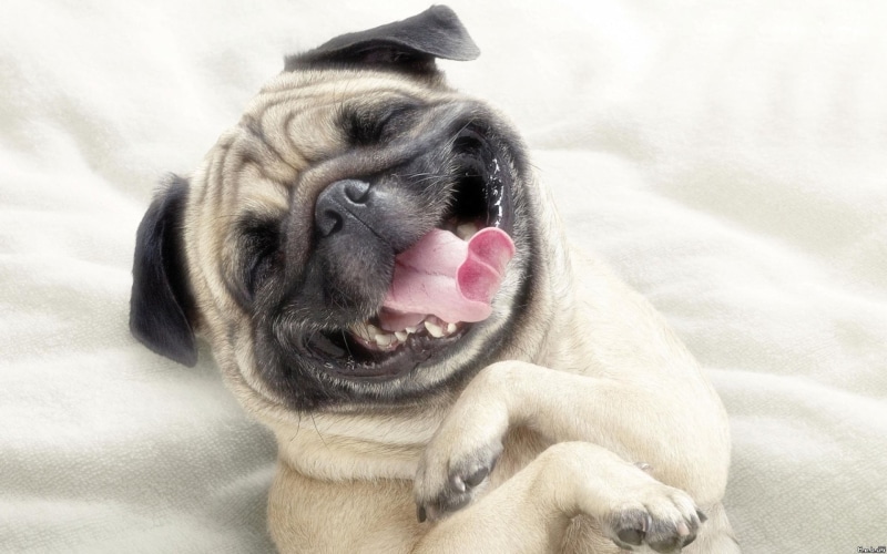lap dog, canine, pug, animals, bulldog, furniture, pets, domestic animals, bed, mouth open, tan, animal tongue, sticking out tongue, animal, dog, facial expression