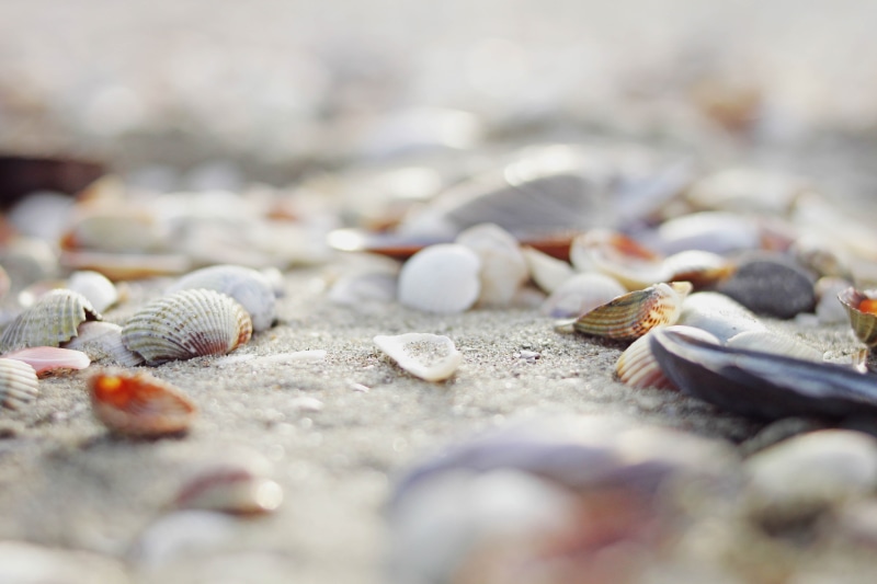 sea shells, ocean, Schäl, backgrounds, shore, Strand, water, 4K, details, summer, beach, Natur, selective, walk, shells, Krebs, seashore, shell, sea, Meer