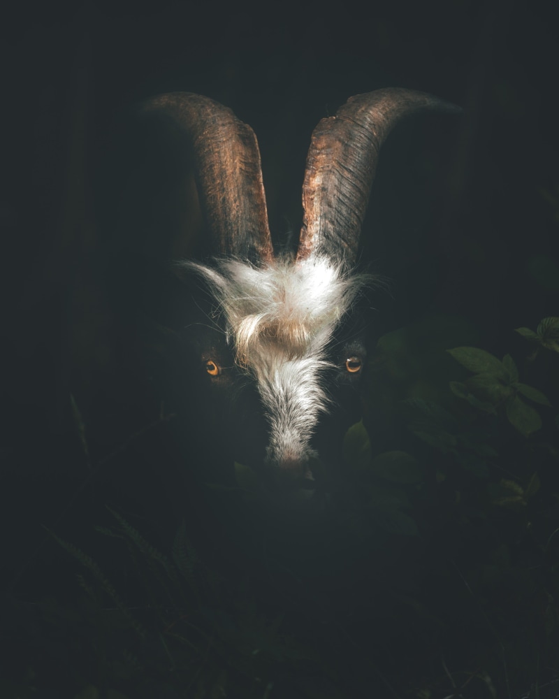 one animal, white, animal themes, fragility, shallow, dark, focus, close-up, indoors, 2K, night, shadows, no people, photography, goat, black, face, portrait