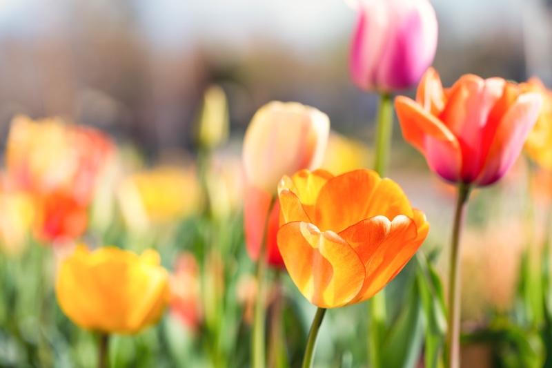 5K, beauty In Nature, bulbs, photography, red, yellow, macro, Shadow, flowers, focus, nature, Tulips, tulip, spring, freshness, Colorado, flower, floral