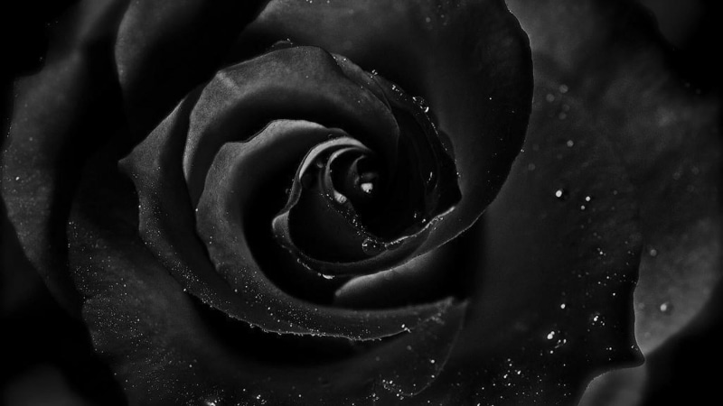 freshness, no people, black background, plant, flowering plant, beauty in nature, vulnerability, 1080P, rose, nature, outdoors, petal, flower head, water