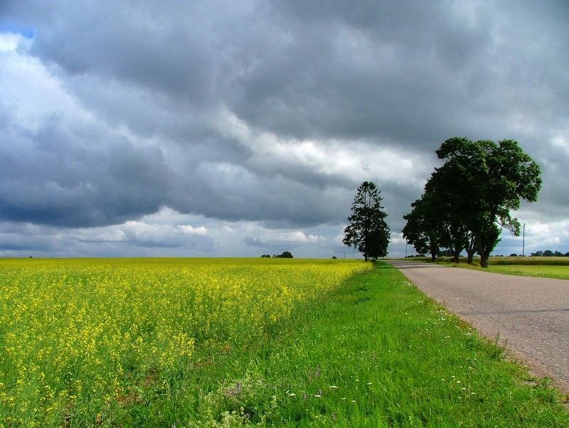 summer, holidays, grass, cloudy, walk, hiking, latvia, clouds, landscape, outdoors, outdoor, green, leafed, tree, cloud - Sky, blue, farm, sky, field, green grass
