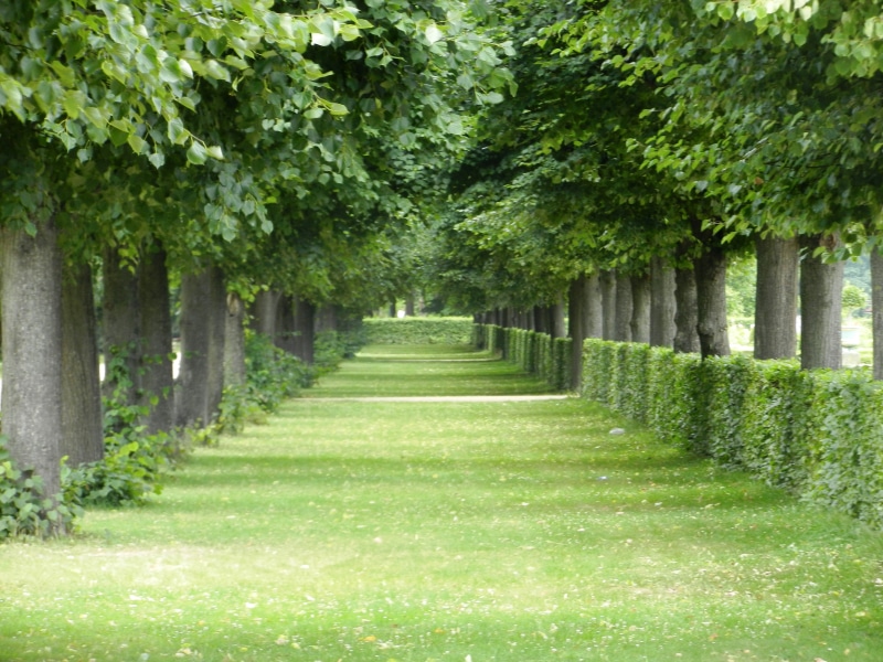 4K, park - man made space, outdoors, spacer, view, trees, grass, lane, lush foliage, beauty in nature, the environment, growth, park, no people, daytime