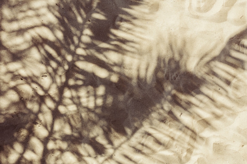 selective focus, backgrounds, close-up, branch, Palm leaf, sunlight, day, animal, sago palm, window, abstract, nature, pattern, indoors, 5K, plant, full frame