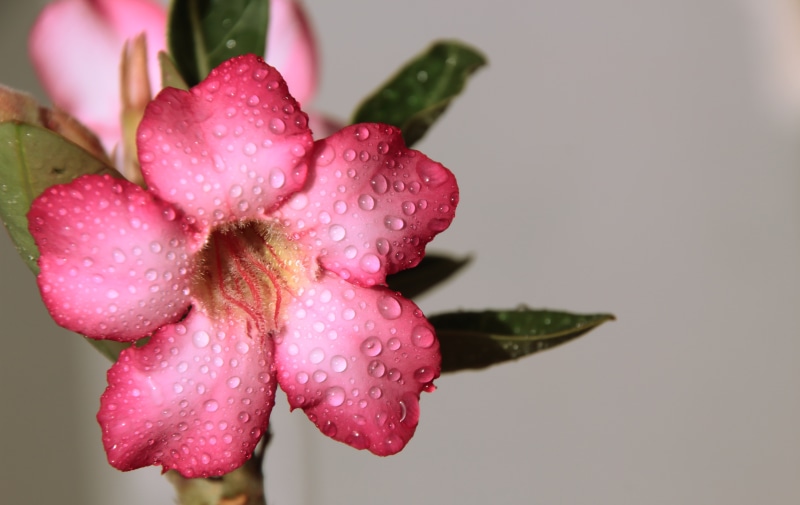 inflorescence, plant, water, adenium, raindrop, petaled, focus, drops, pollen, photography, background, flowering, pink, petals, beauty, rainy season, beautiful