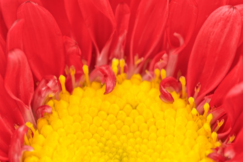 texture, Macro, elegance, contrast, red  white  black, flora, stock, daisy, delicate, photo, beautiful, background, magenta, picture, close  up, beauty