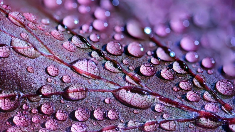 purple, artistic, dew, macro photography, close up, waterdrop, moisture, water, droplet, leaf, photography, dew drops, 5K, drops